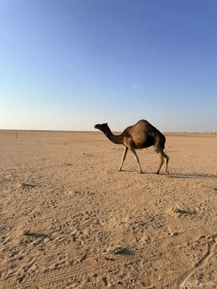 ناقه ساحليه للبيع معزول ولدها قبل 10 ايام بالشبك 1