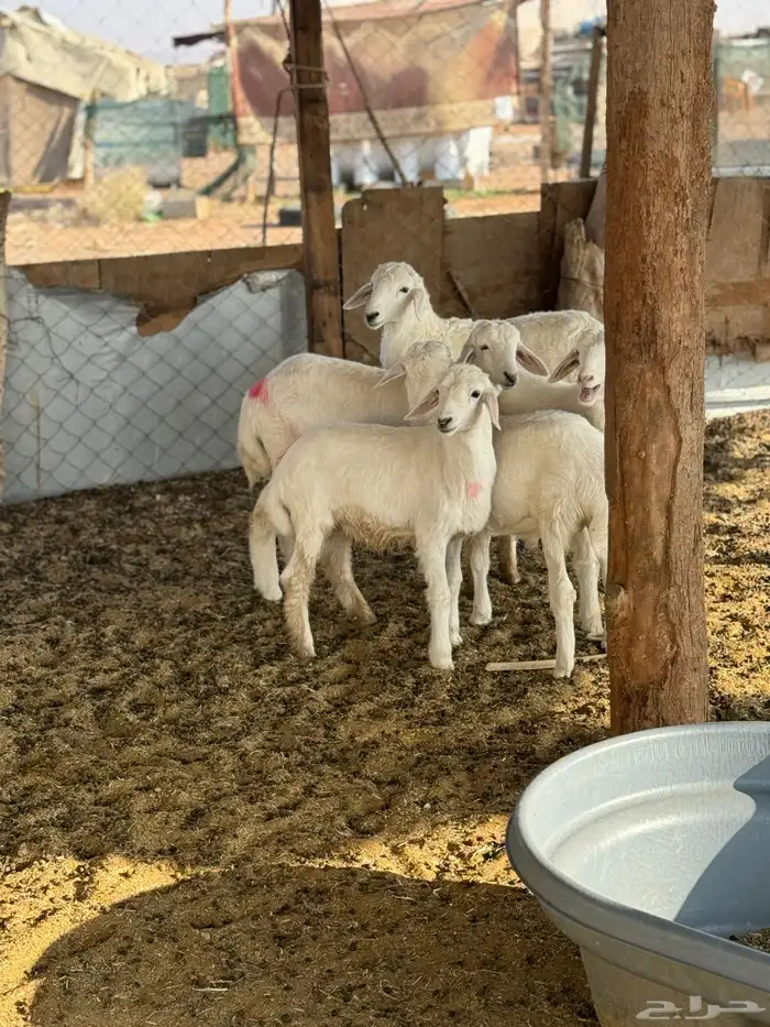 للبيع بهم حري خرفان 2