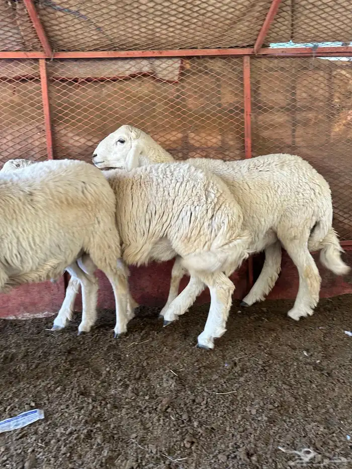 طليان للبيع ذابيح ومرعى 2