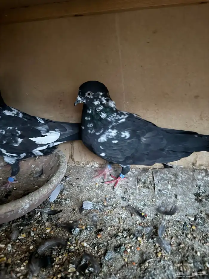 حمام باكستاني رام 2