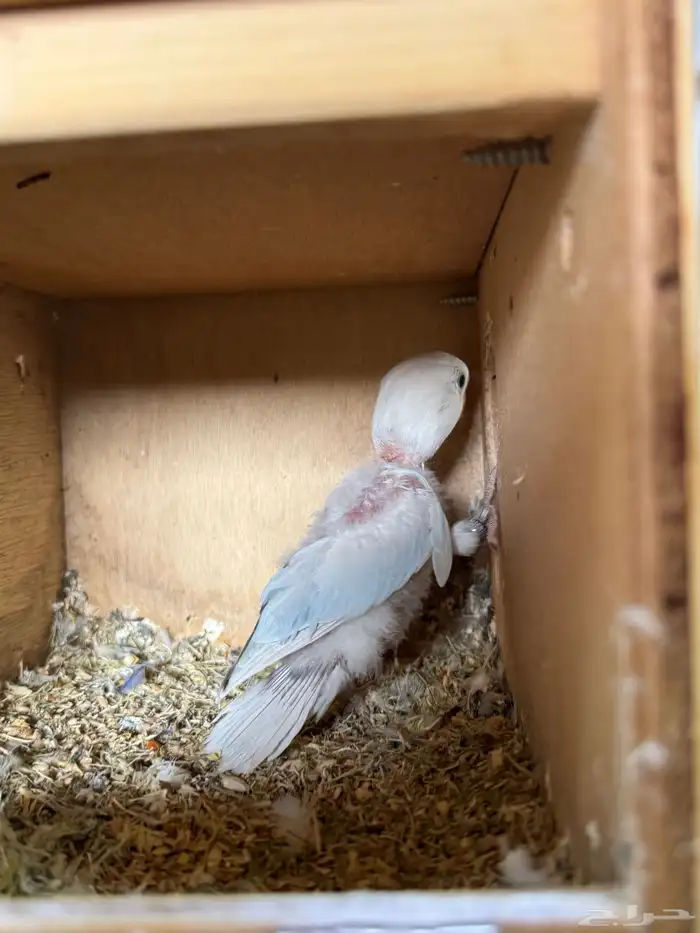 للبيع ازواج روز منتجه 15 زوج 8