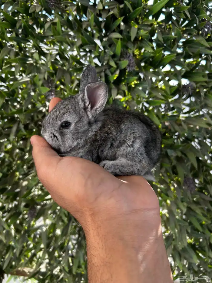 ارانب قزم كيوت و لطيفة و احجم صغيره 12