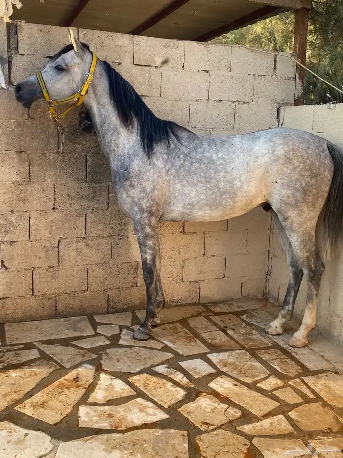 حصان واهو ولد ابن فريد 2