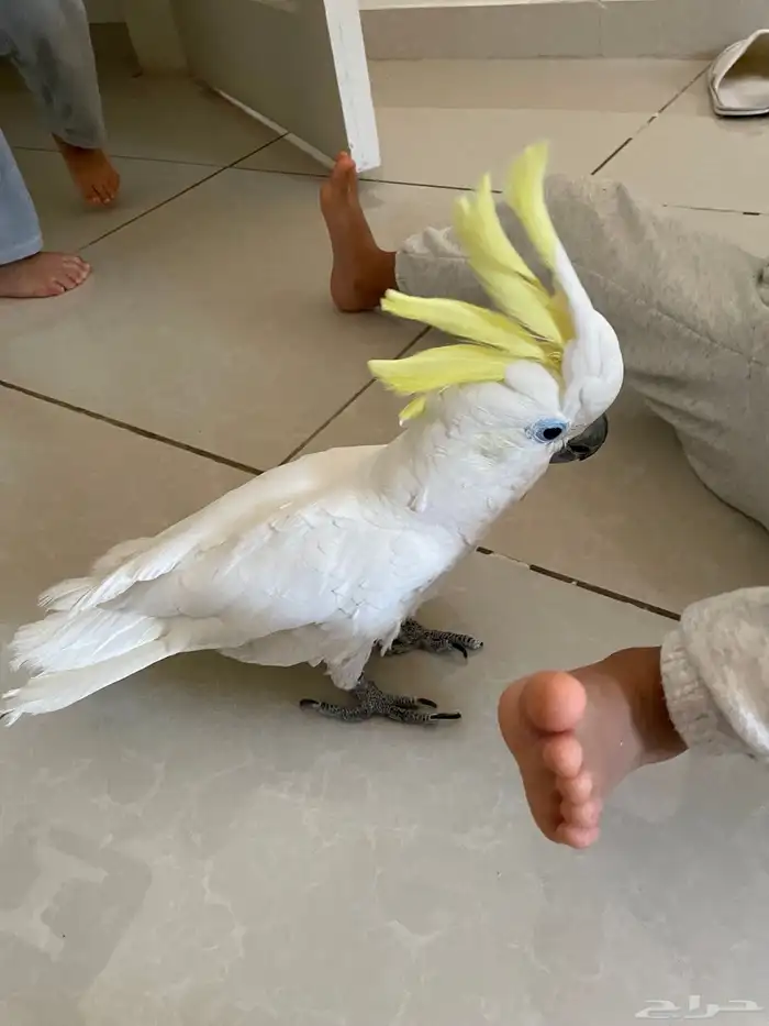 كوكاتو سلفر كرستد حجم جامبو 0