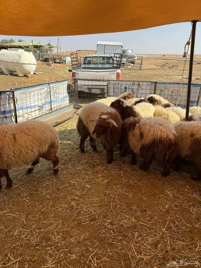 للبيع طليان خرفان ورخال نعيمي اعمارها فوق 7 شهور 0