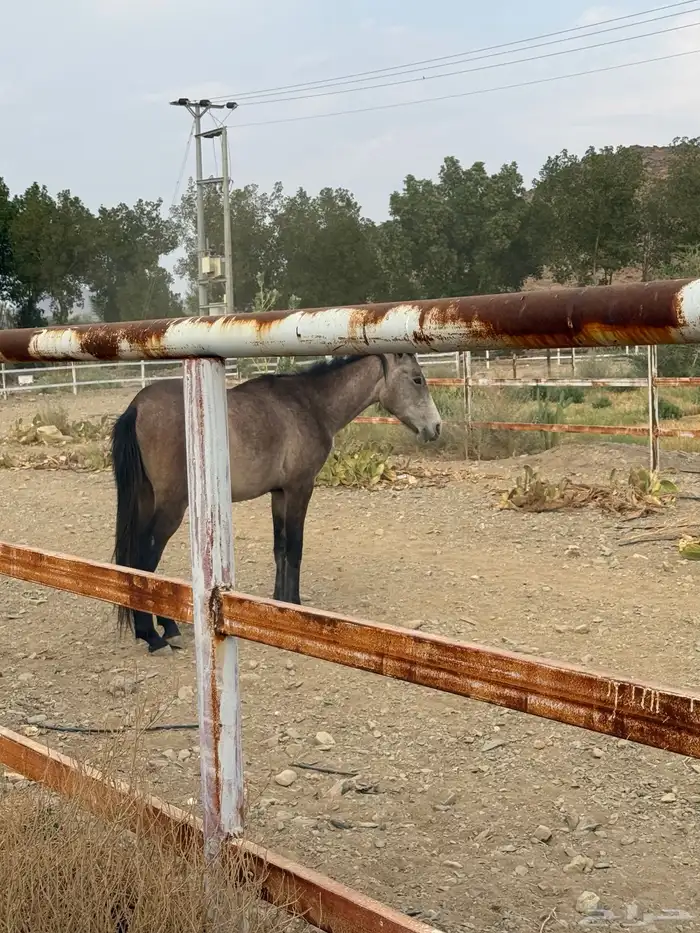 حصان للبيع عمره 6 سنوات 2