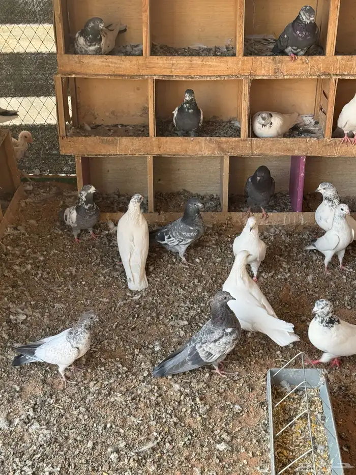 حمام باكستاني موضح طيرانه بالفيديو 8