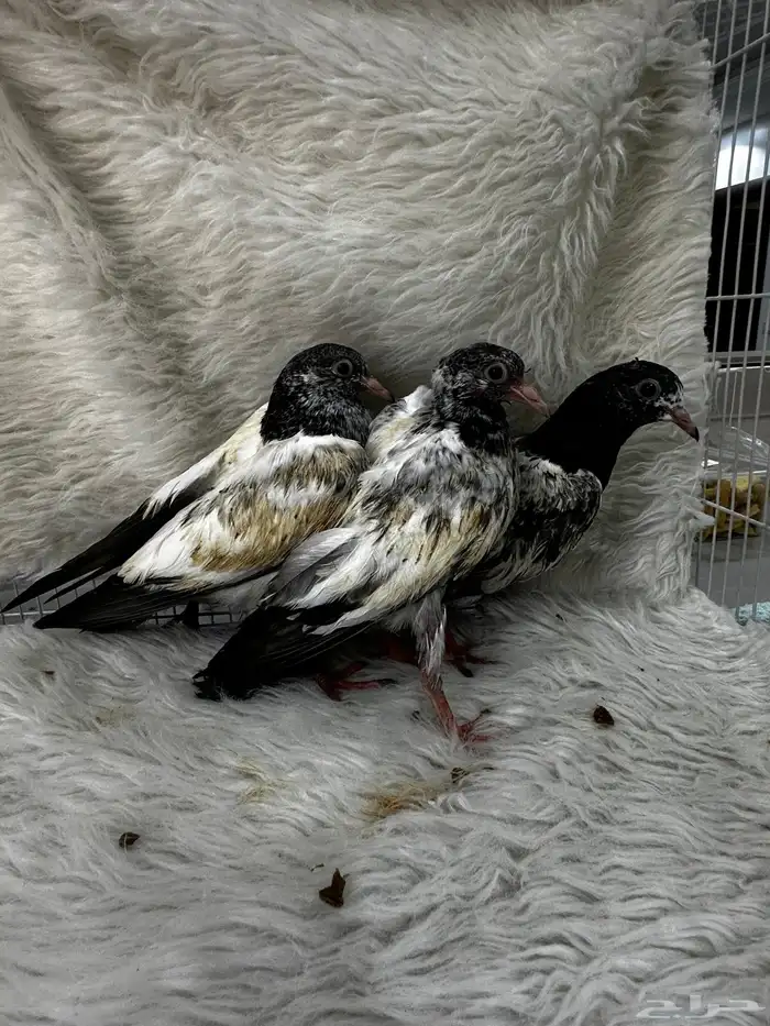 زوج منتج وفروخ باكستاني مسابقات 10