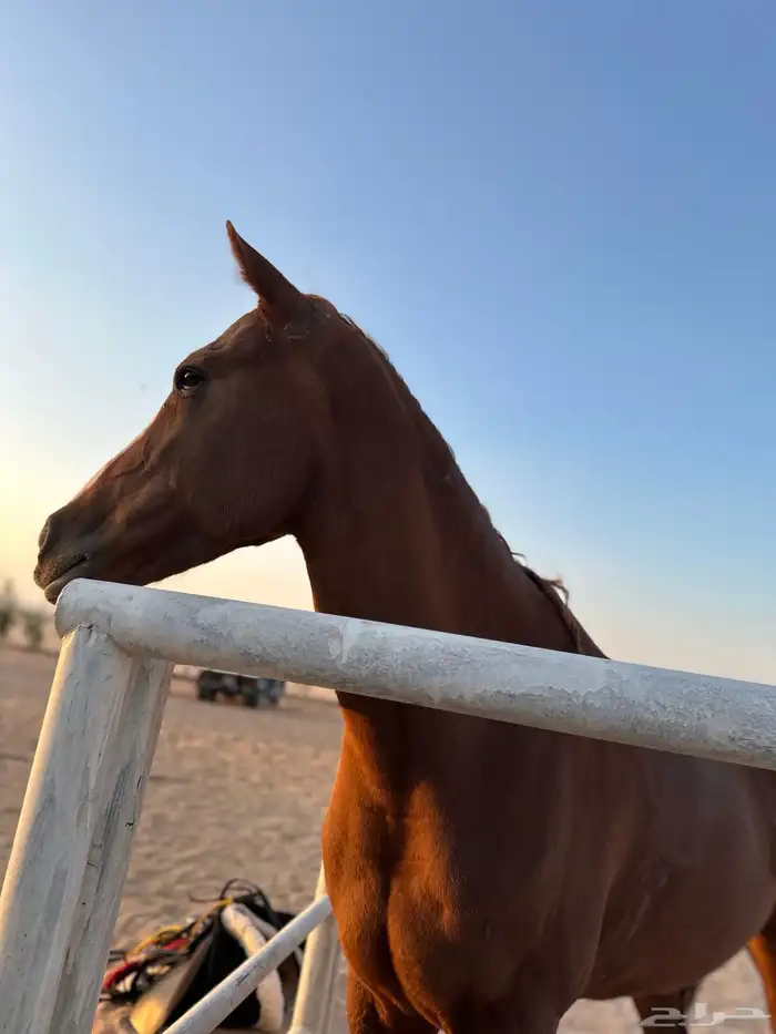 فرس شعبية خط جزيري 2