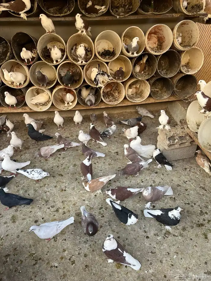 أجواز حمام مشكله 1