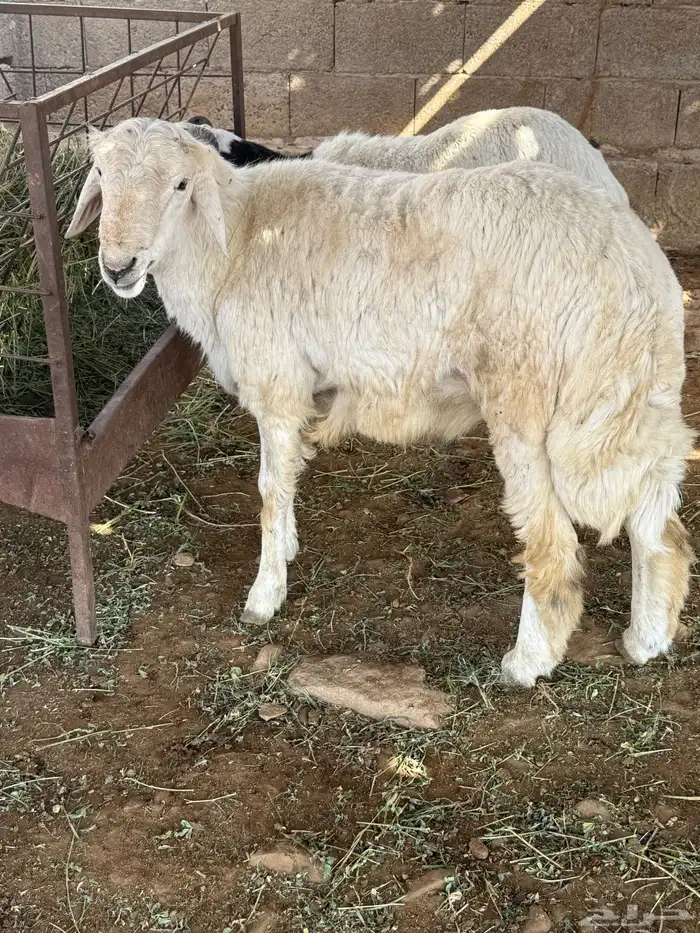 خرفان جذعان بلدي للبيع 1