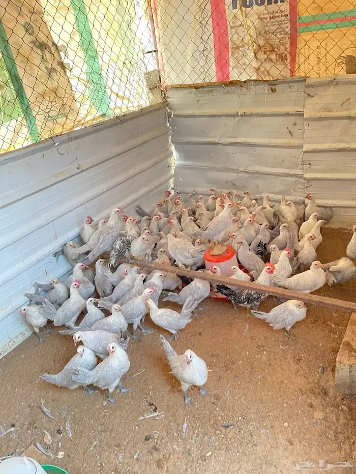 دجاج فيومي المنيوم 5