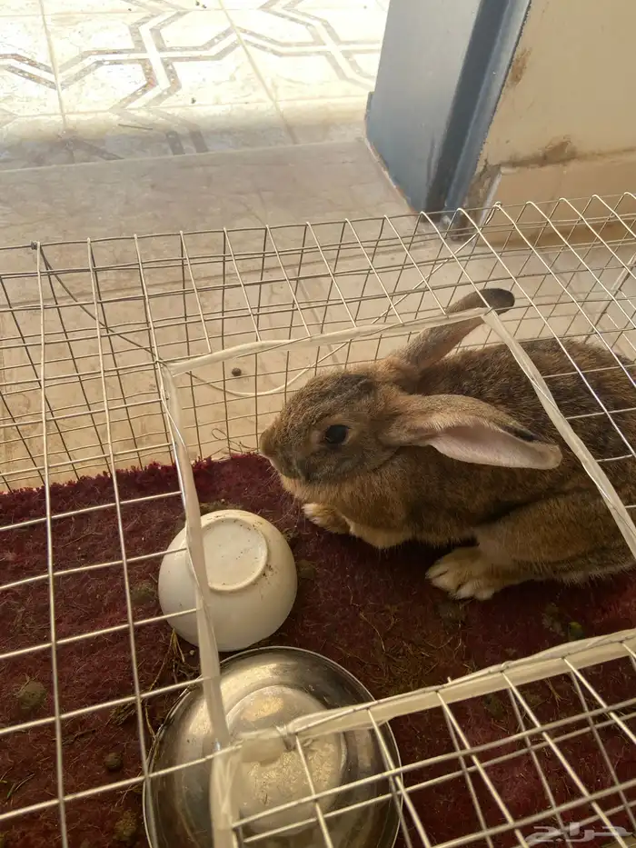 ارنب كبير و سمين النوع انثا 2