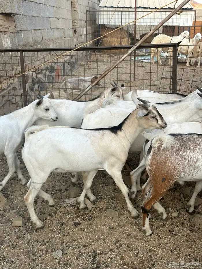 تيوس مرابي 3