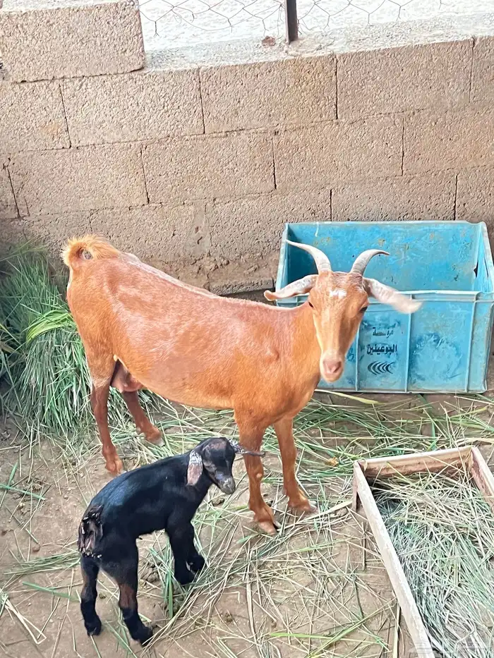 معزاء دهم للبيع 6