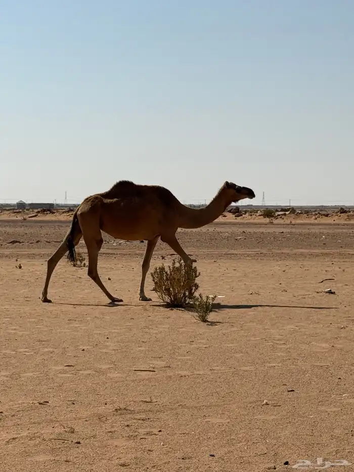 خلفه حمرا طيبه تحتها بكره 0