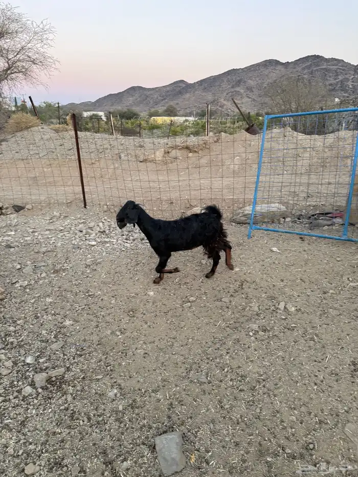 7 معزا للبيع 3