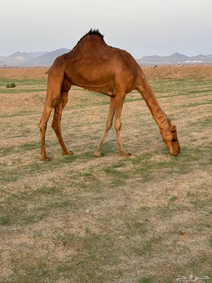 ابل للبيع 10