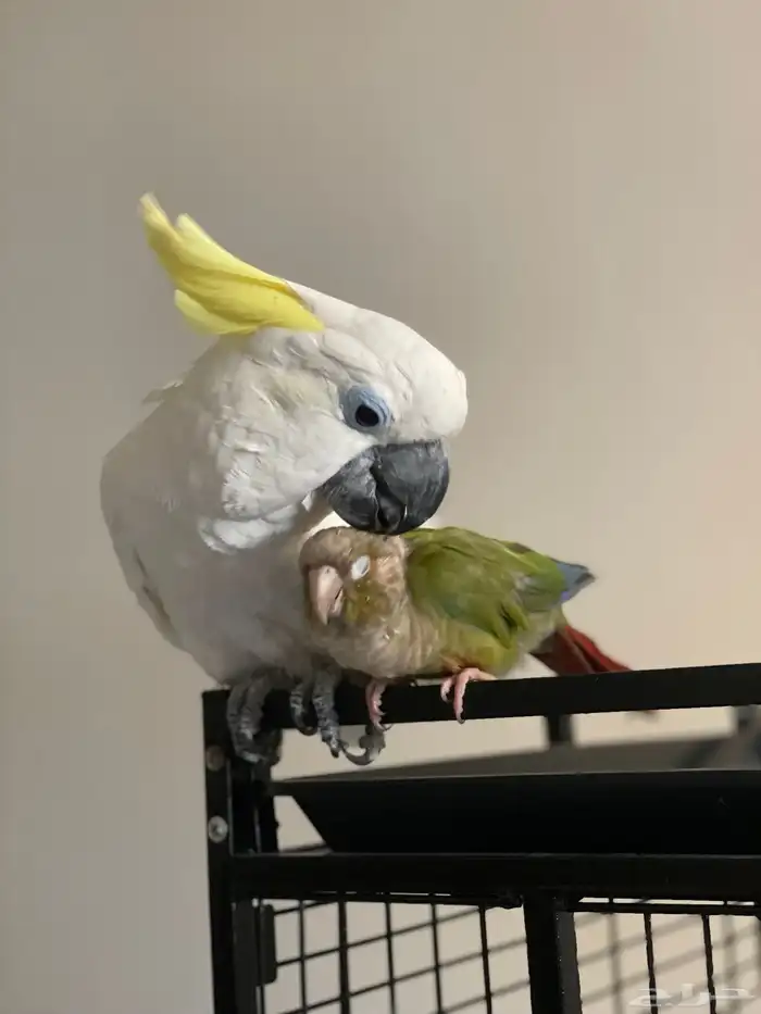 كوكاتو سلفر كرستد حجم جامبو 3