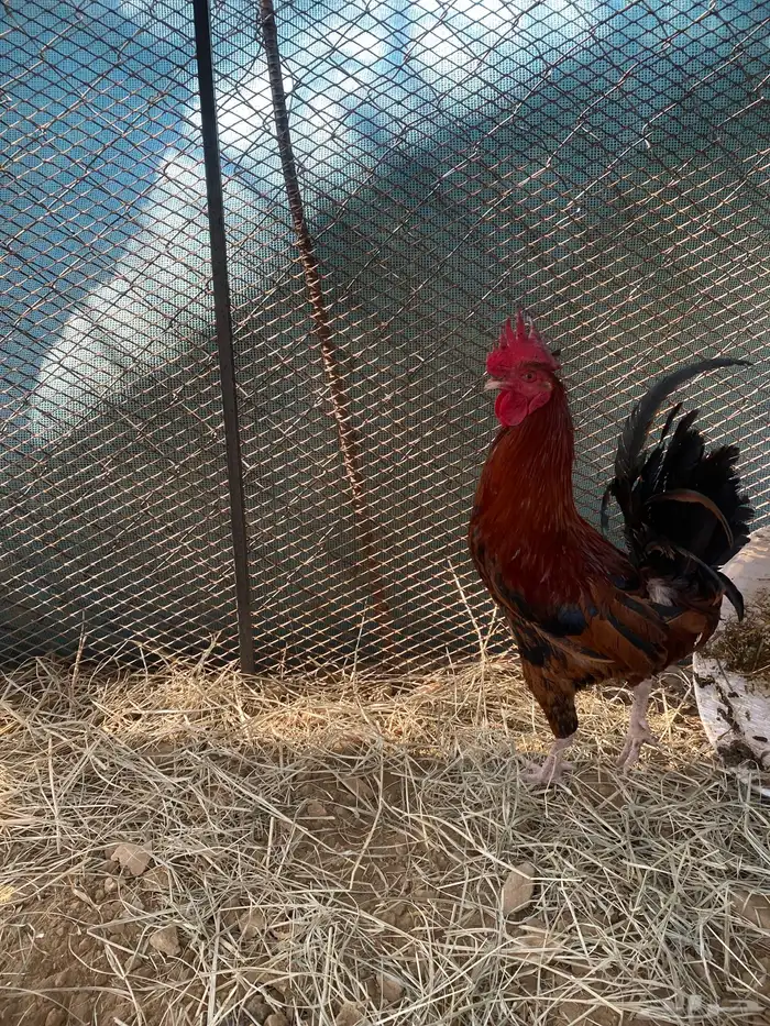 ديك  بلدي للبيع ديك حار وشرط الموقع محايل عسير 0