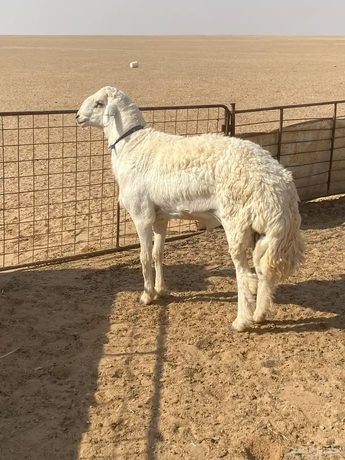 خروف حري صنف رباع مشروط 2