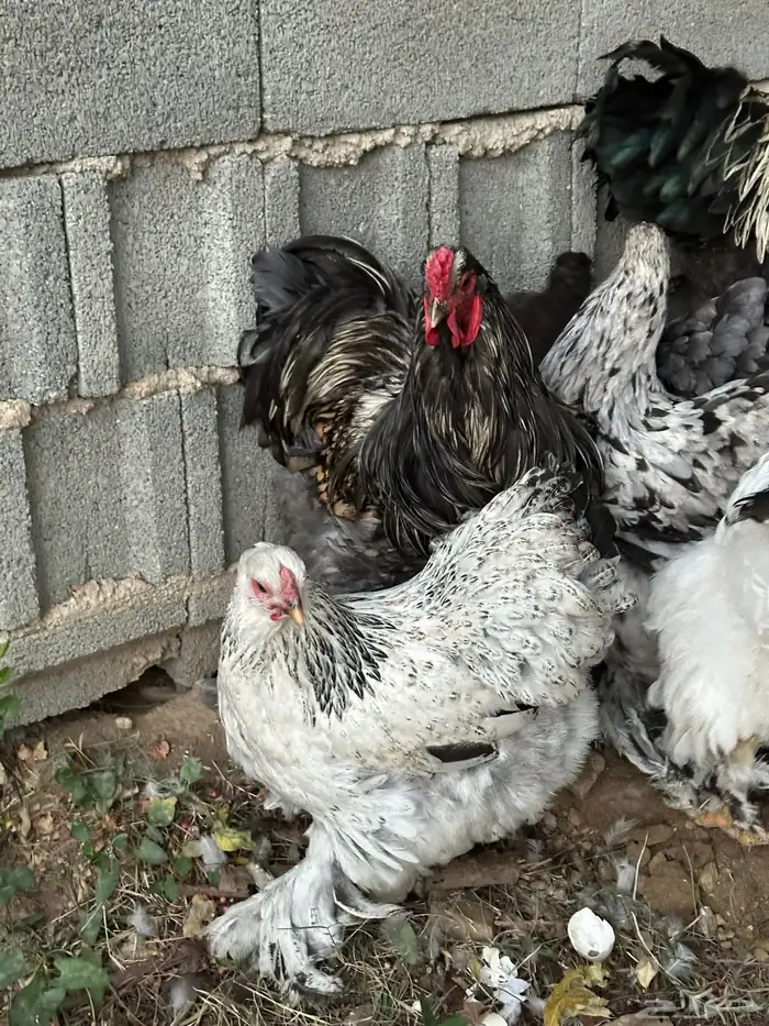 دجاج براهما مستوي توب 13