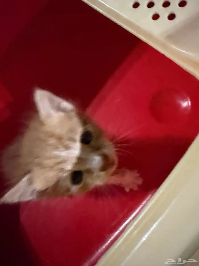 قطتين صغار مافيهم امراض ابد سليمين بس امهم ماتت وباقي هم 1