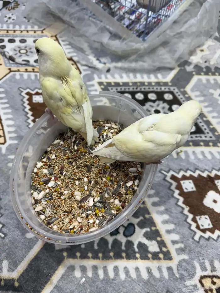 فروخ روز غر 5