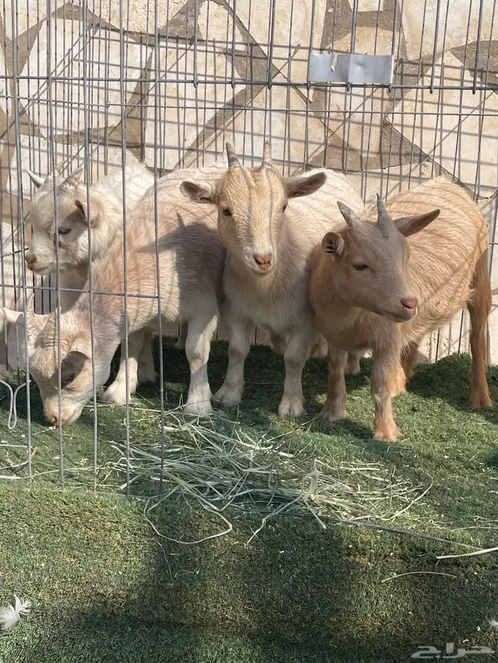 ماعز قزم اصل ودم صافي وبيور 9