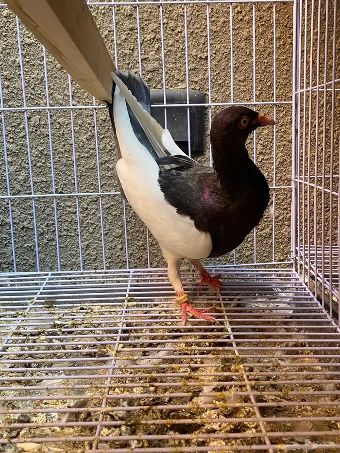 زوج دنش مسوبع 5