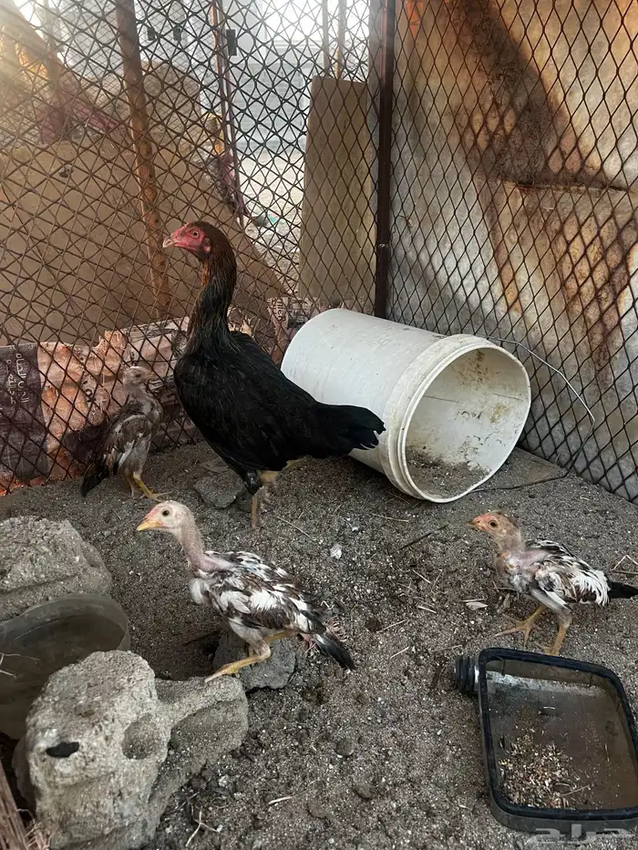 دجاجه باكستاني عليها 3 فروخ 2