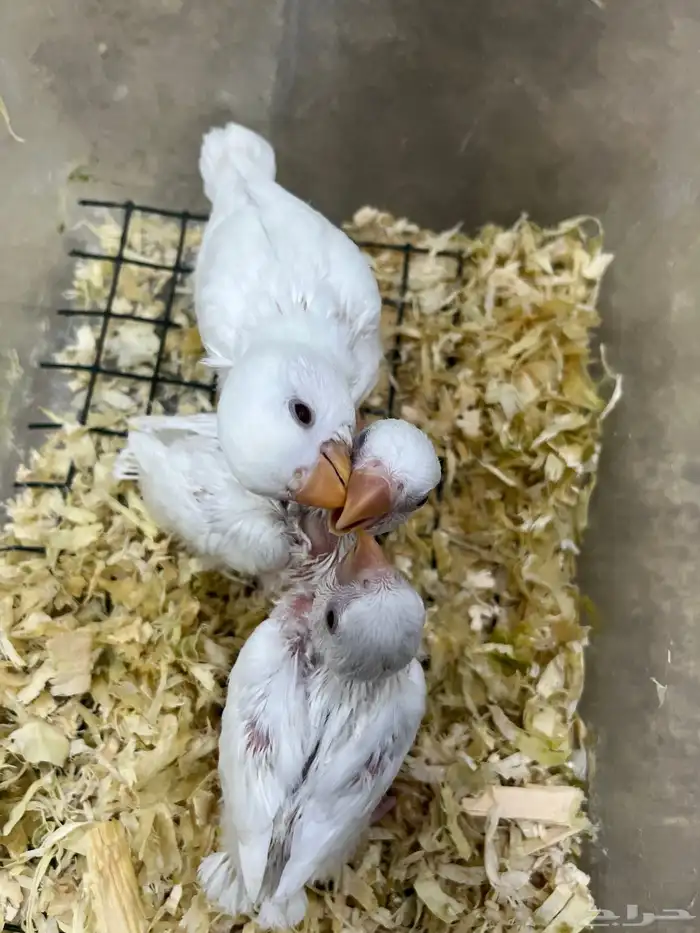 فروخ روز البينو 2