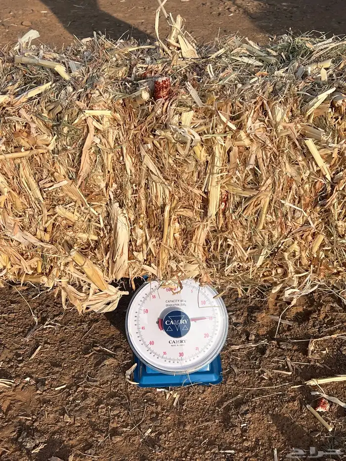 قصب ذره شاميه مخلوطه بحشايش شد جندير 3