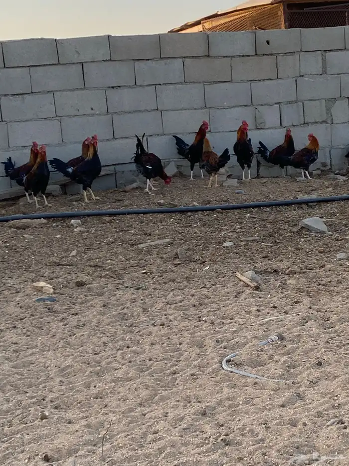 للبيع ديوك بلدي نظيفه سليمه محصنه العمر 5 شهور العدد 28 5