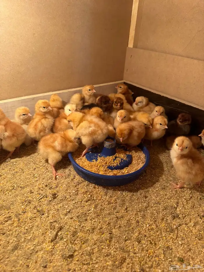 صوص لوهمان صافي 1