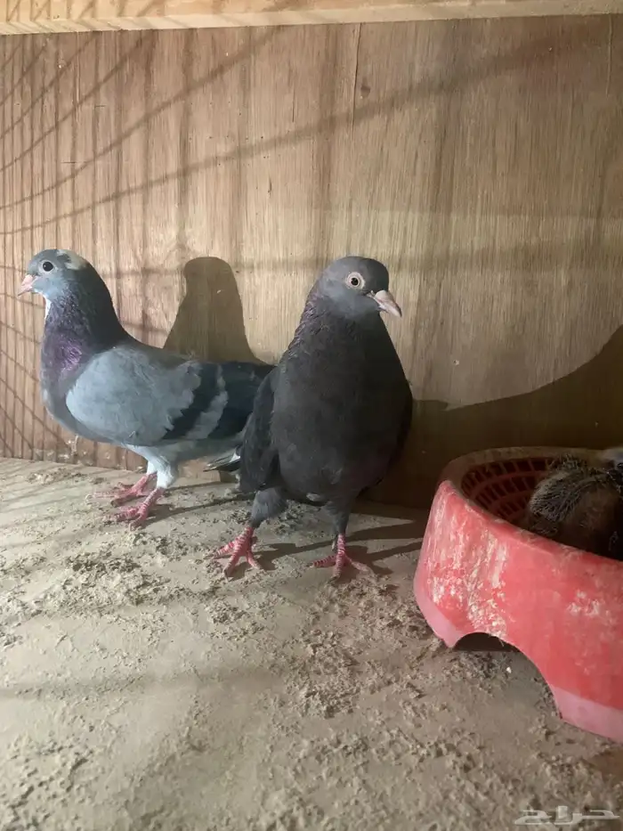 جوزين قطايف منتجات كل جوز معه فرخين ل البيع 6