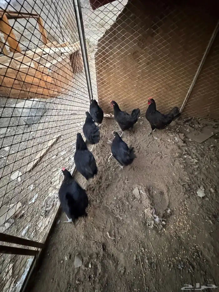 دجاج اسود صك للبيع 1