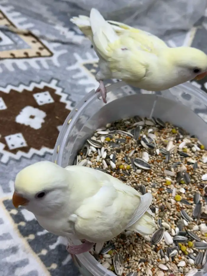 3 فروخ اينو على وشك فطام 1