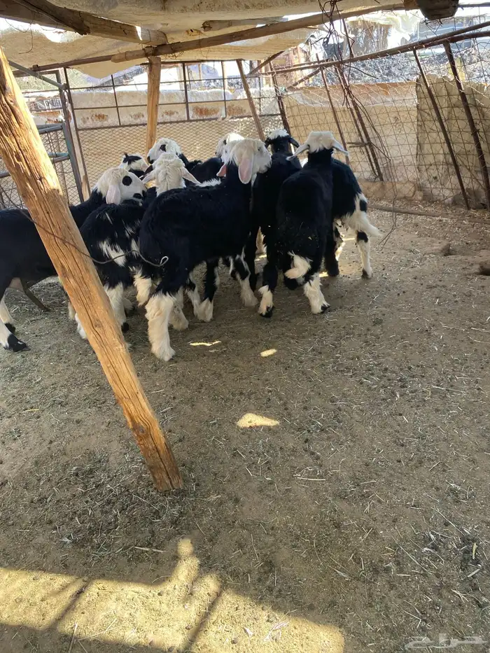 طليان ورخال ونجادا 5