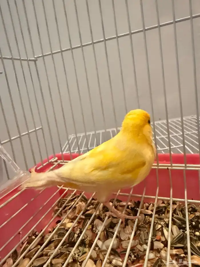 للبيع كناري شرط تغريد 2