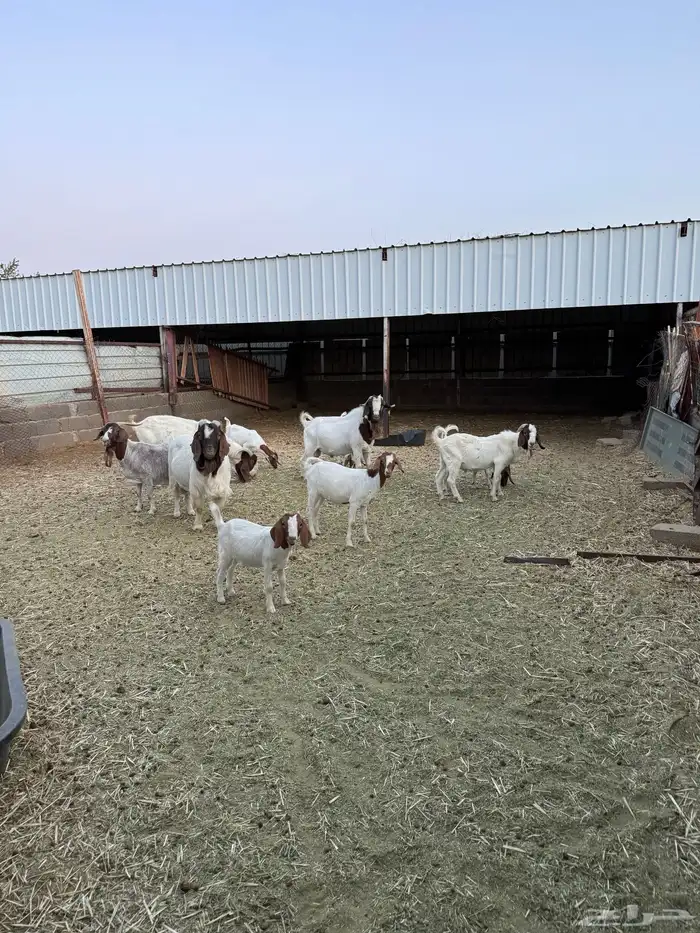 ماعز برقوت 0