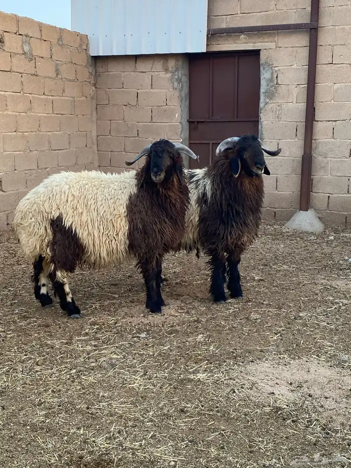 جذعان نعيم مشاريع فحول على هداد غزاي 0