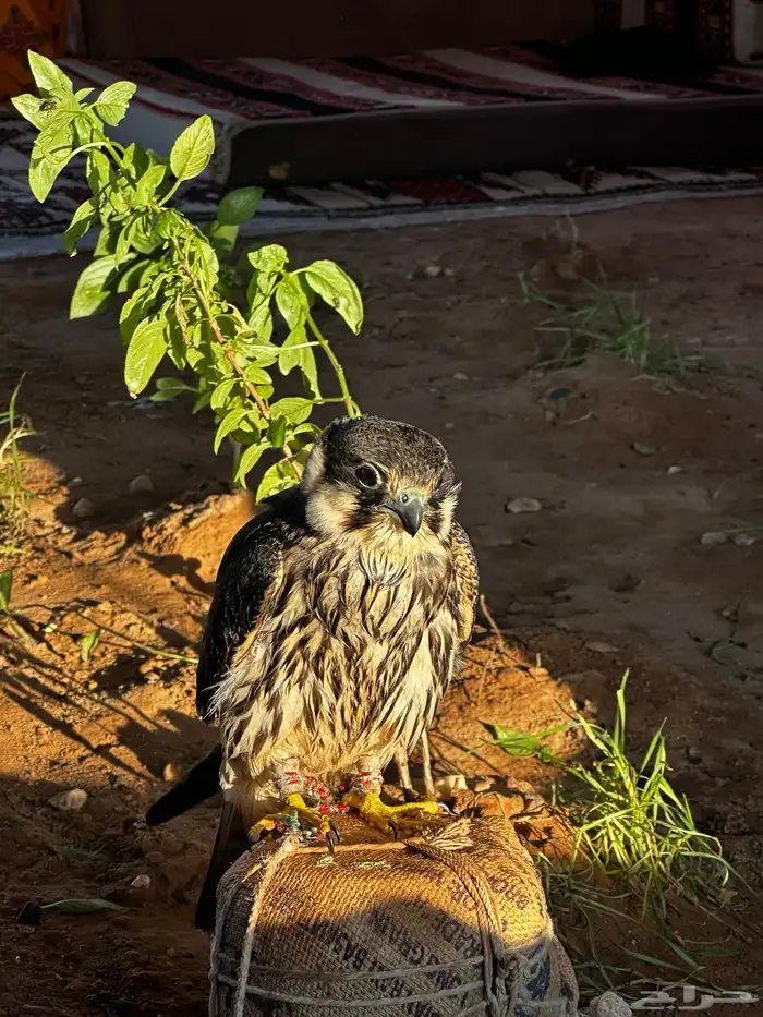 بكه او جليميه 5