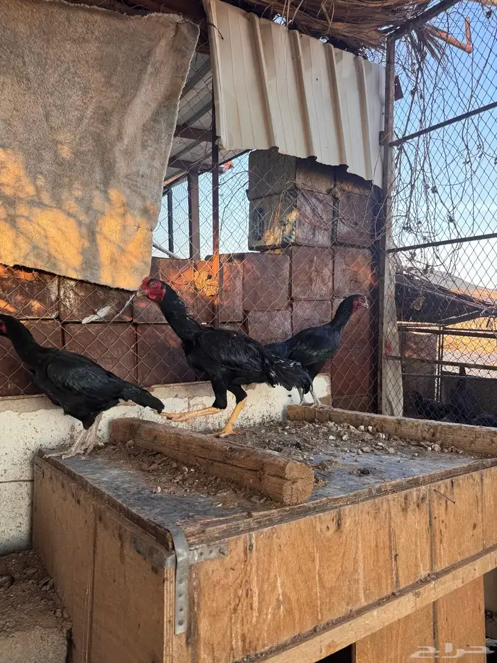 دجاج باكستاني 7