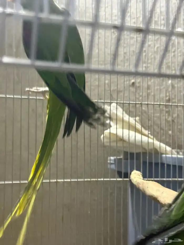 جوز نيبالي سوبر جامبو ( أليف ومتكلم ) 3