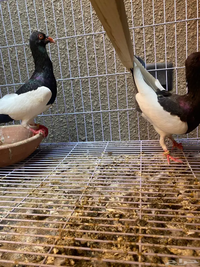 زوج دنش مسوبع 2