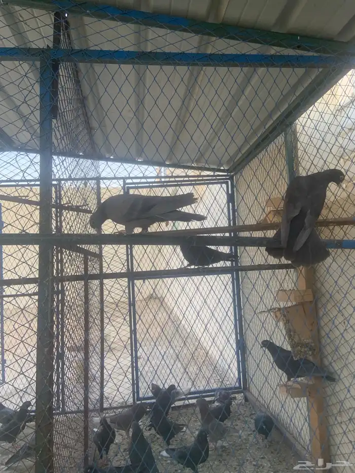 حمام قطيفي 1