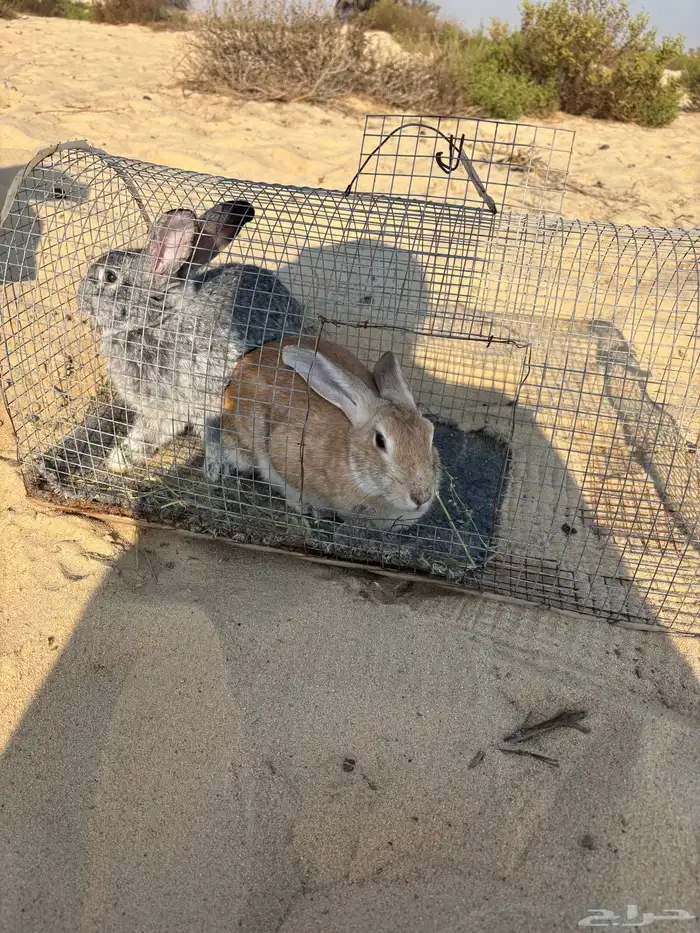 للبيع أرانب 4