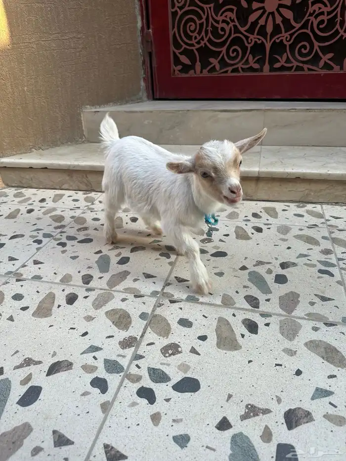 تيس ماعز العمر شهرين صحته ممتازه جدا 2