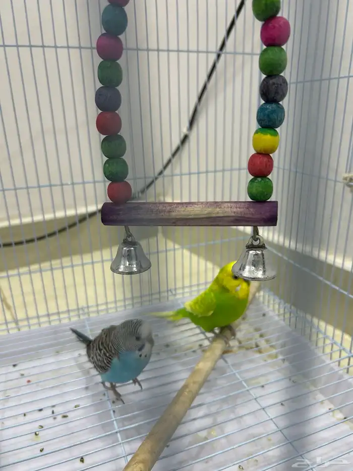 طيور للبيع 1